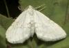 Mesotype verberata